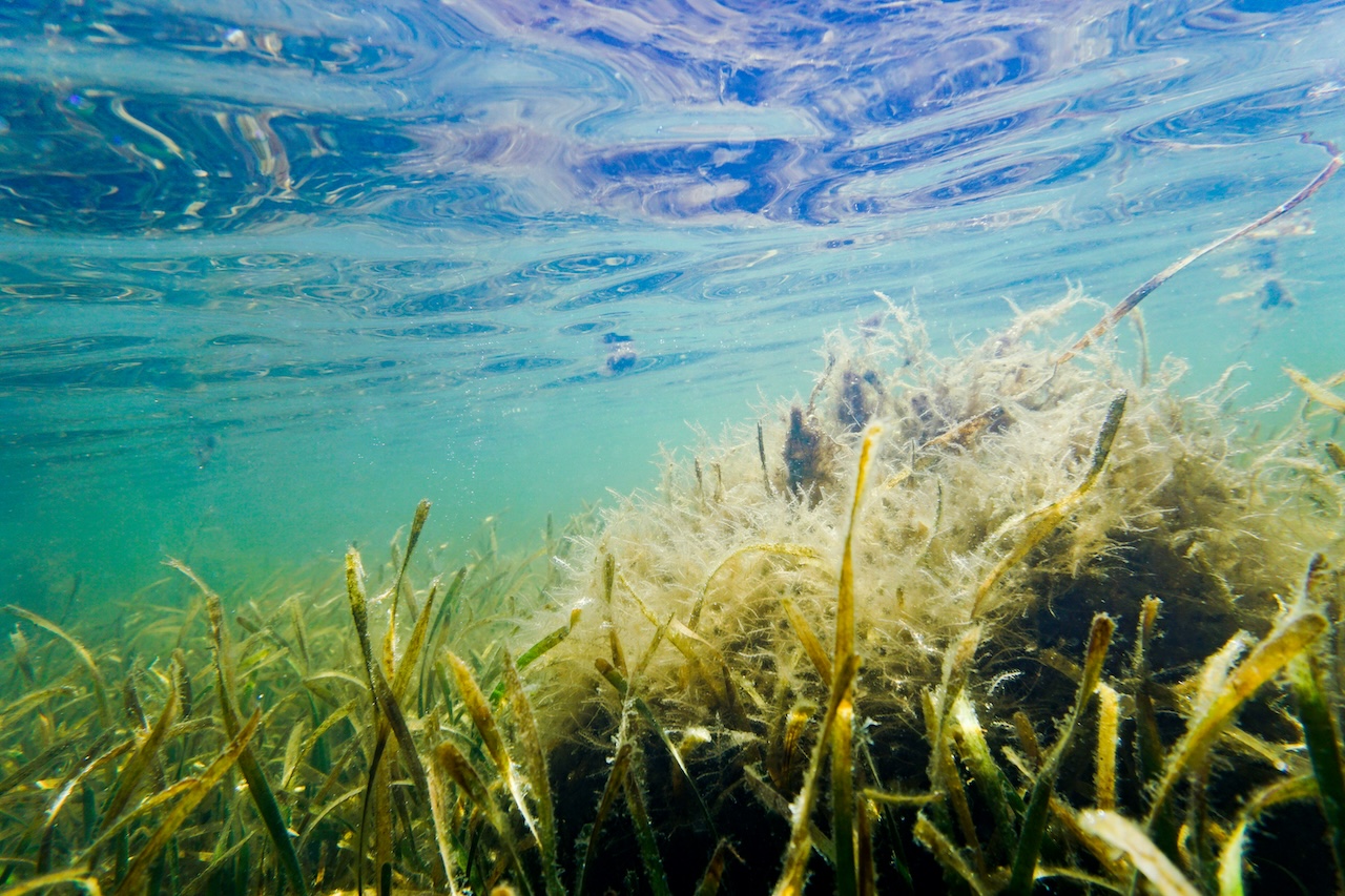 Zeegras: belangrijk voor de natuur en het klimaat