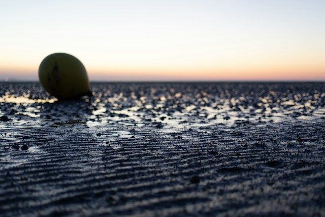 Het leven in de bodem van de Noordzee